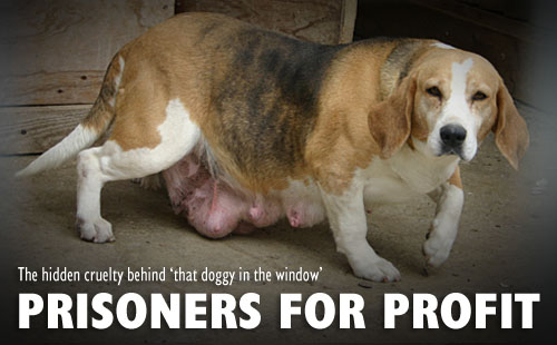 The horrors of dog breeding